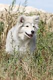 CHIEN FINNOIS DE LAPONIE 212